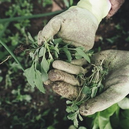 Freshly Pulled Weeds