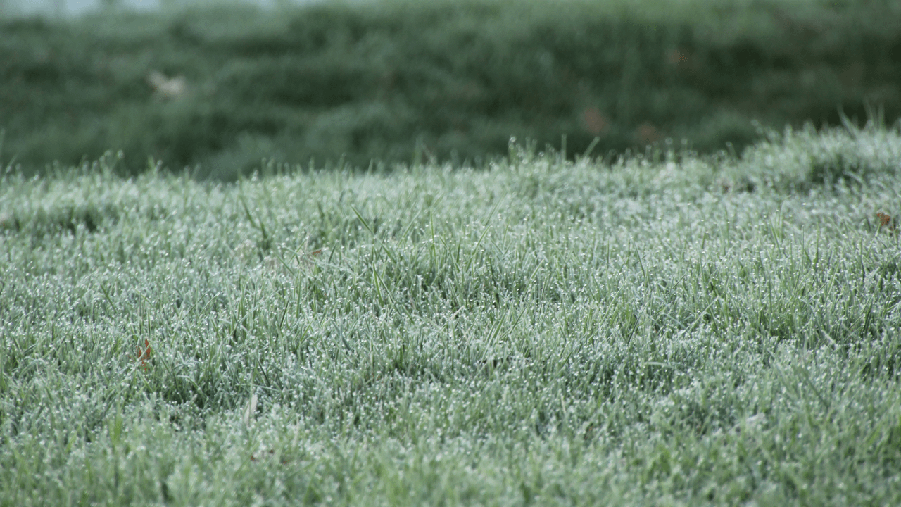 Grass with Frost