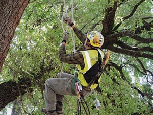 CleanScapes Employee Cutting Branches Off a Tree