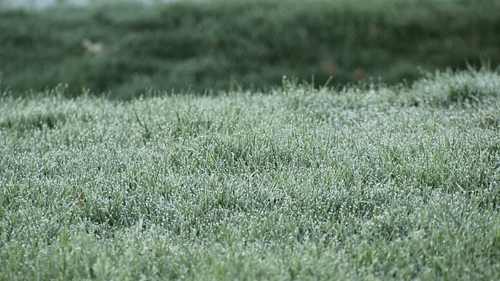 How to Keep Your Landscape Healthy in Texas Frost